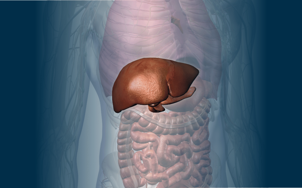 The Liver: Common Causes of Complications, Cirrhosis, and Cancer