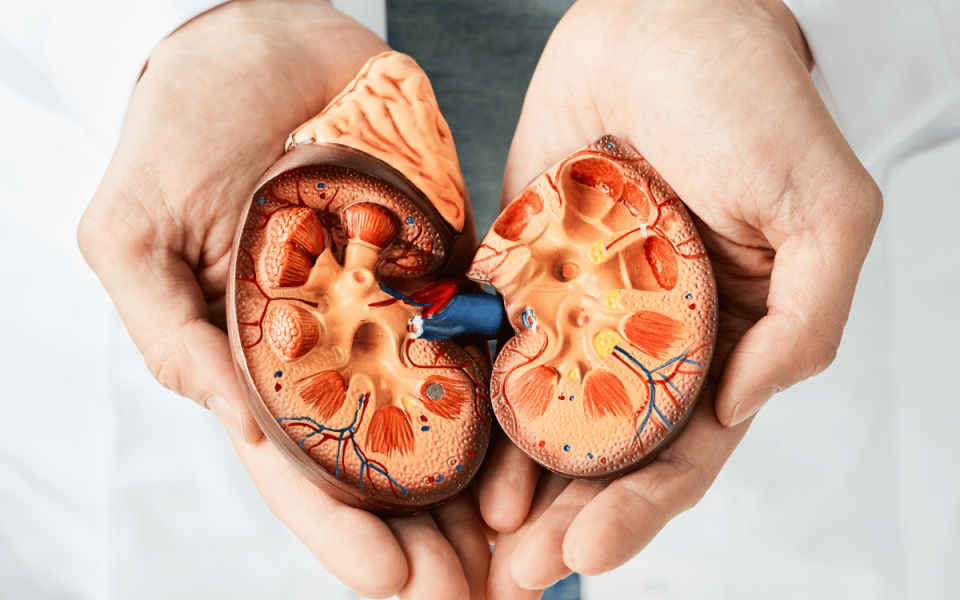 Kidney Disease and the Links to Heart Health